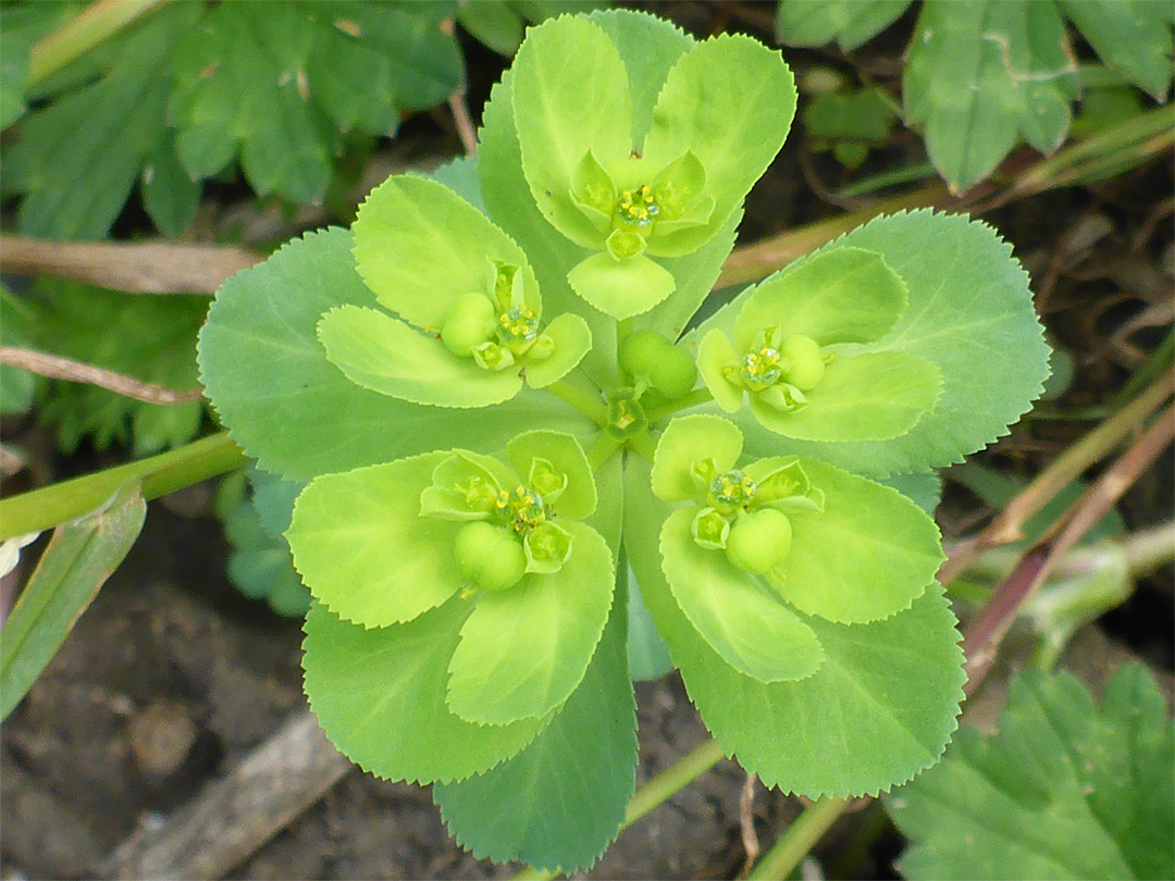 Five flower clusters