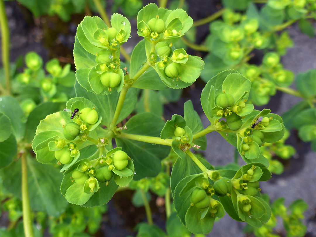 Greenish-yellow flowers