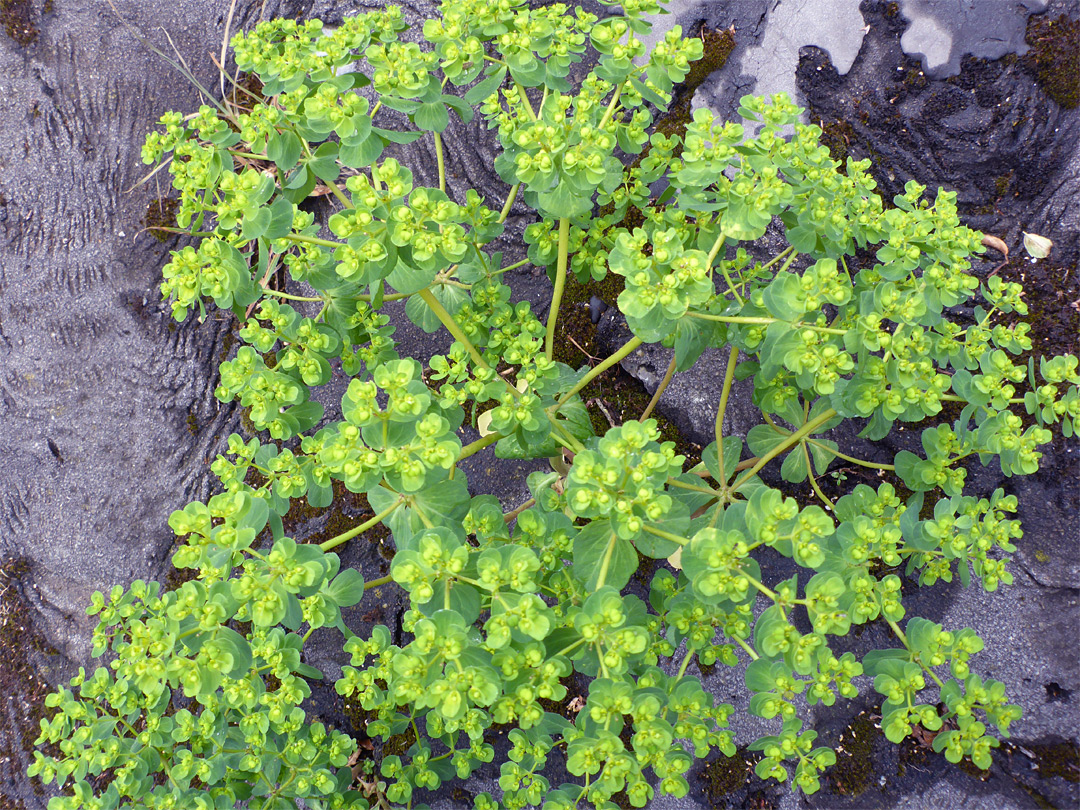 Sun spurge