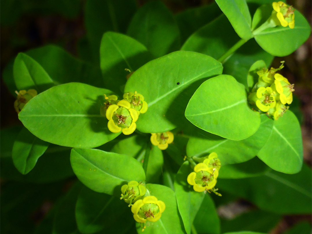 Leaves and flowers