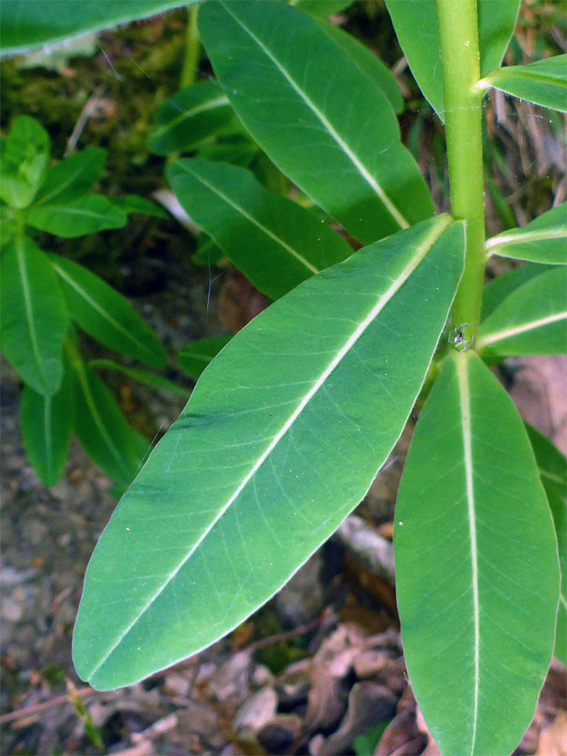 Ovate leaves