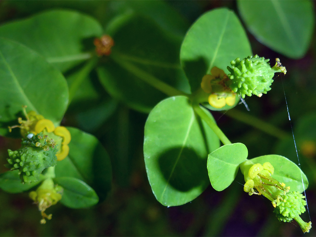 Developing fruits