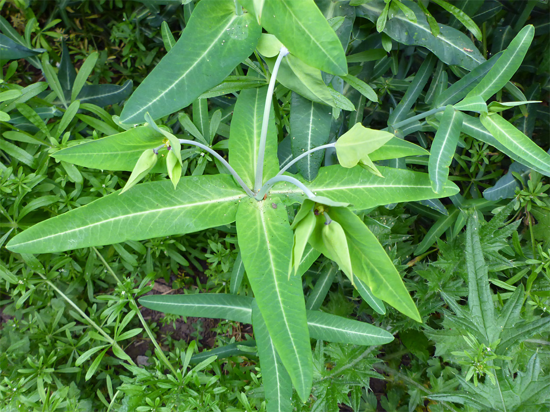 Leaves and flowers