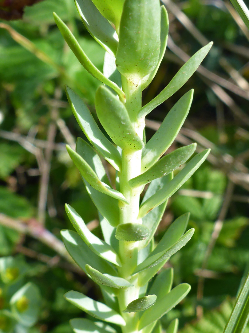 Succulent leaves