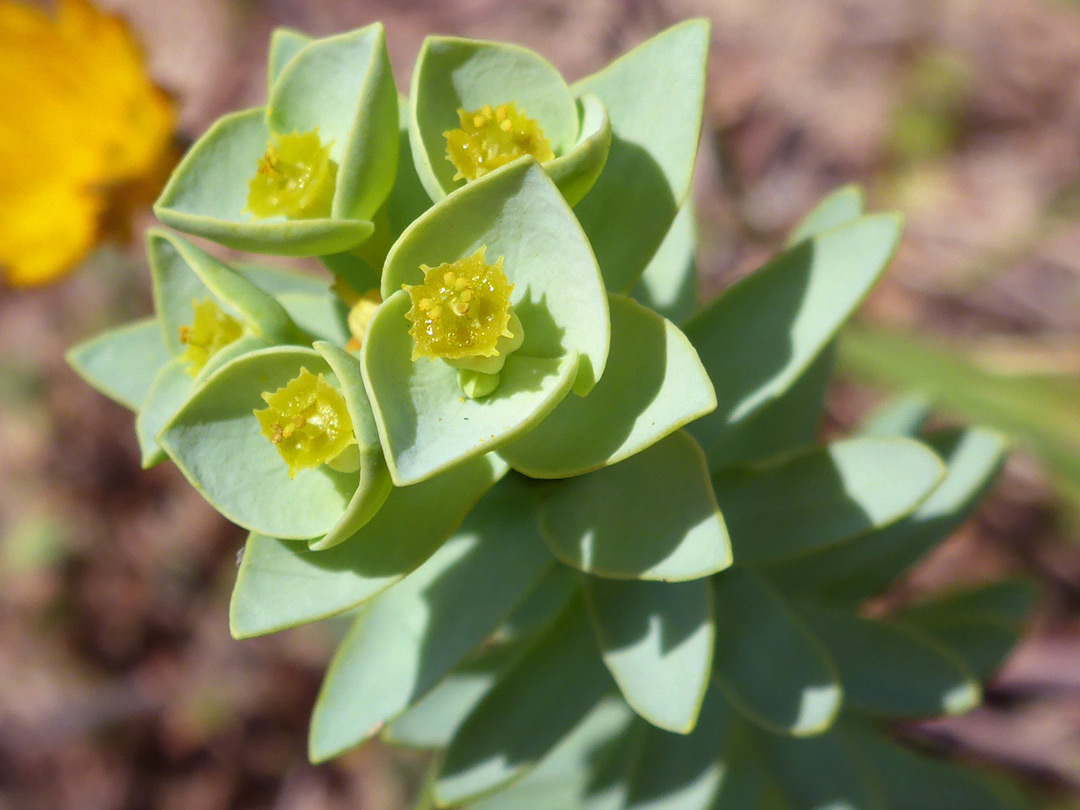 Yellow flowers