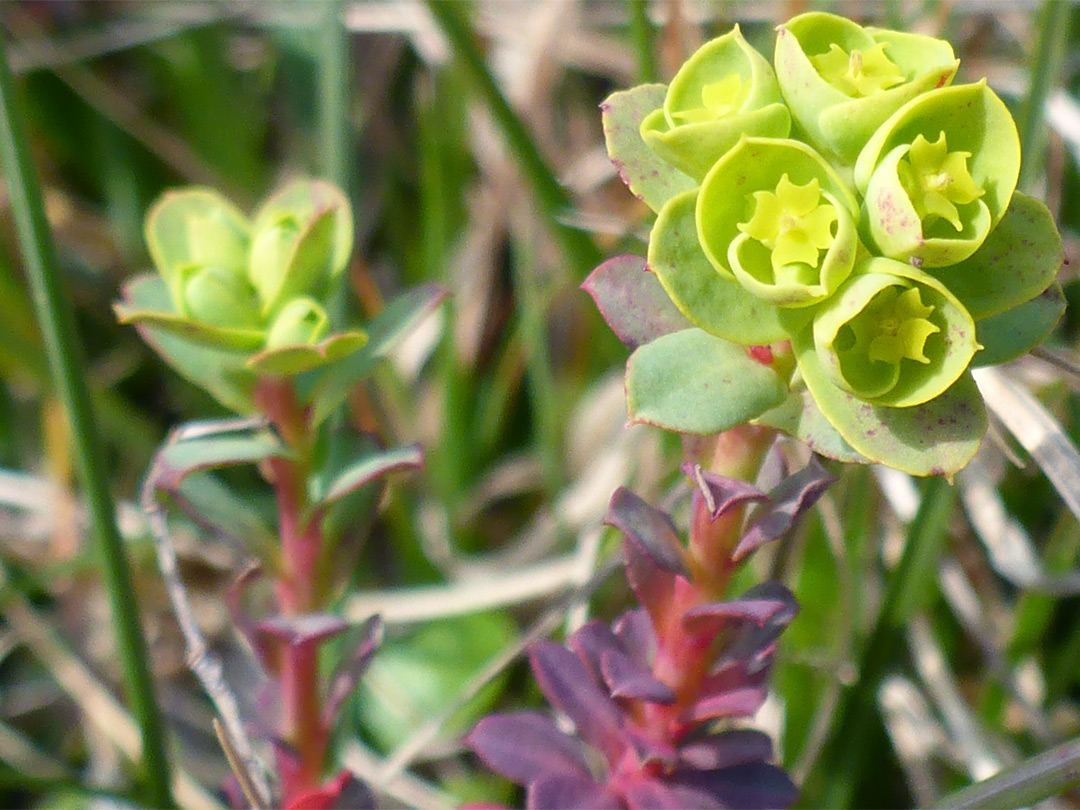 Reddish stem