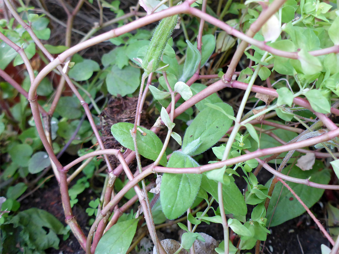 Reddish stems