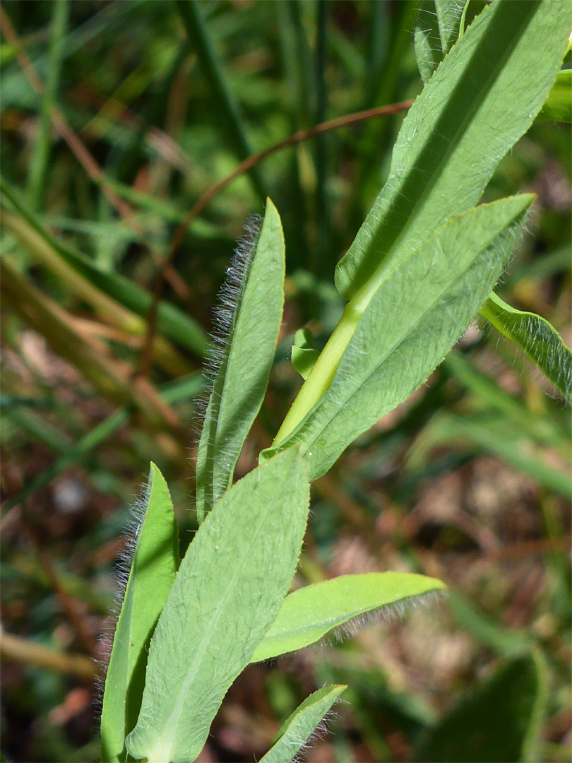 Hairy leaves