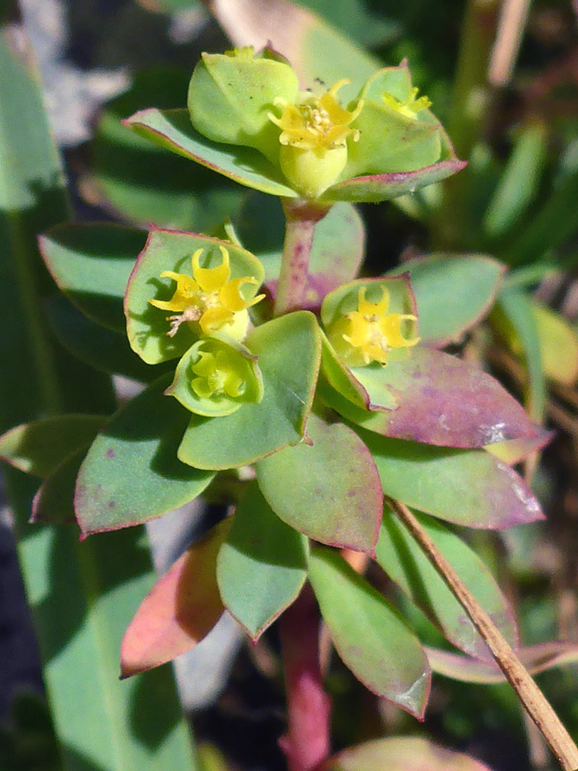 Portland spurge