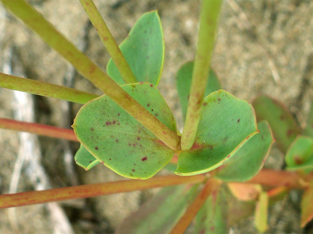 Stems and leaves