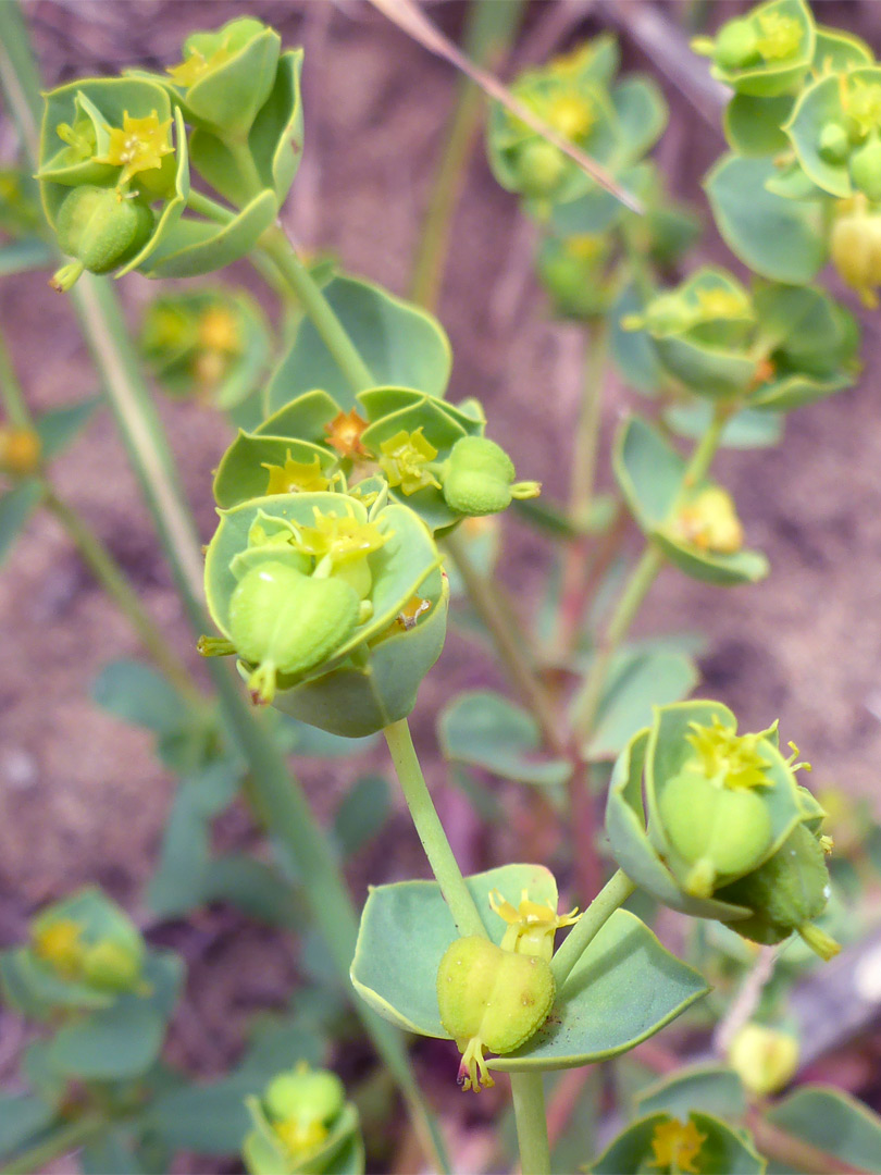 Flowering stems