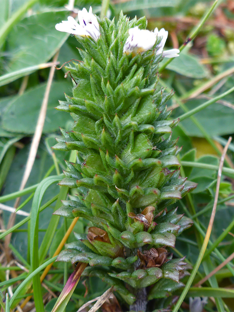 Clustered leaves