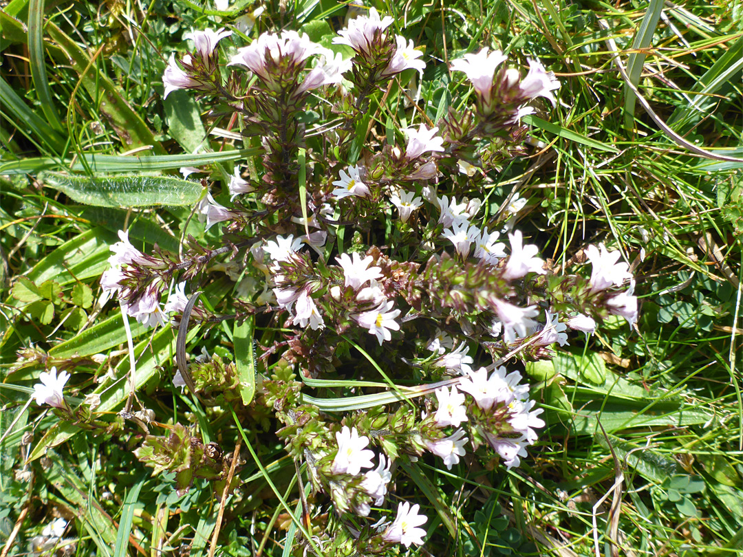 Eyebright