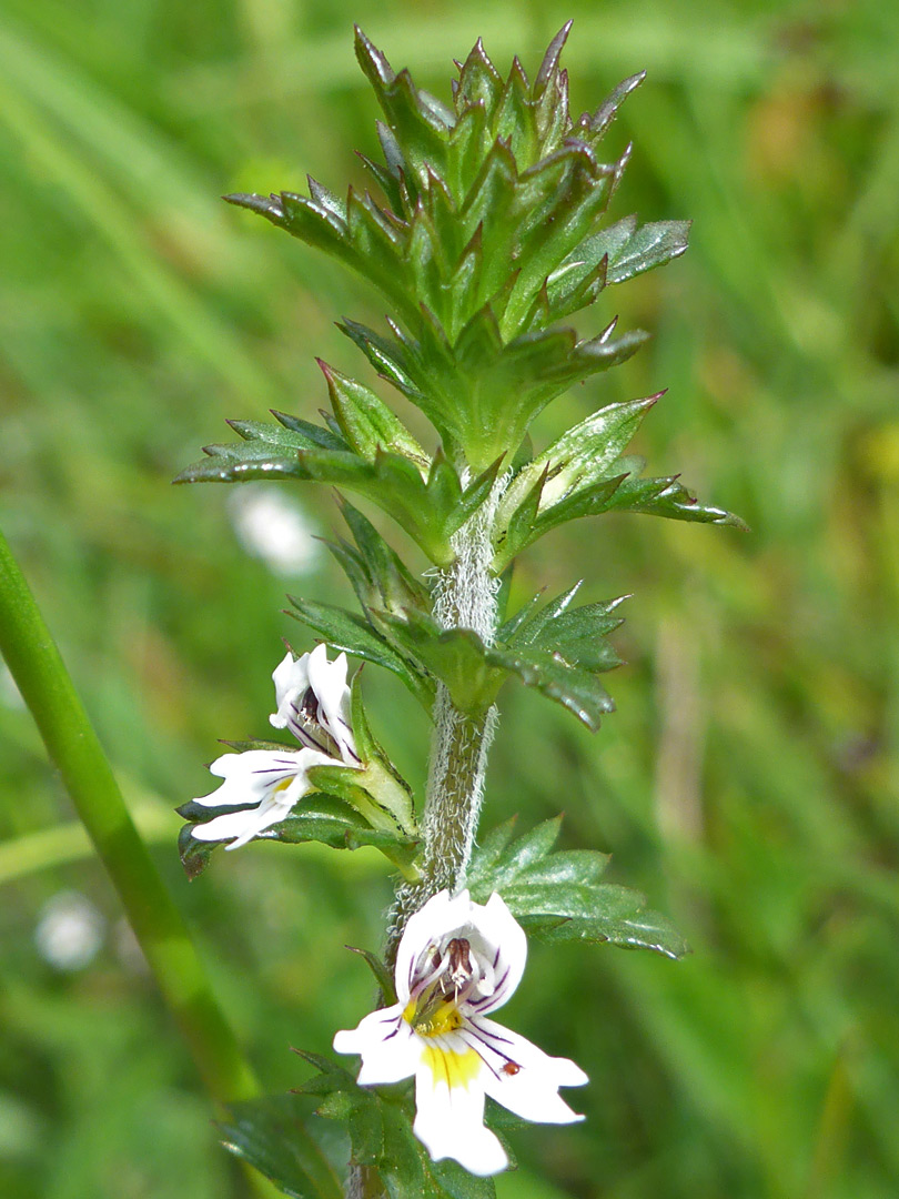 Common eyebright