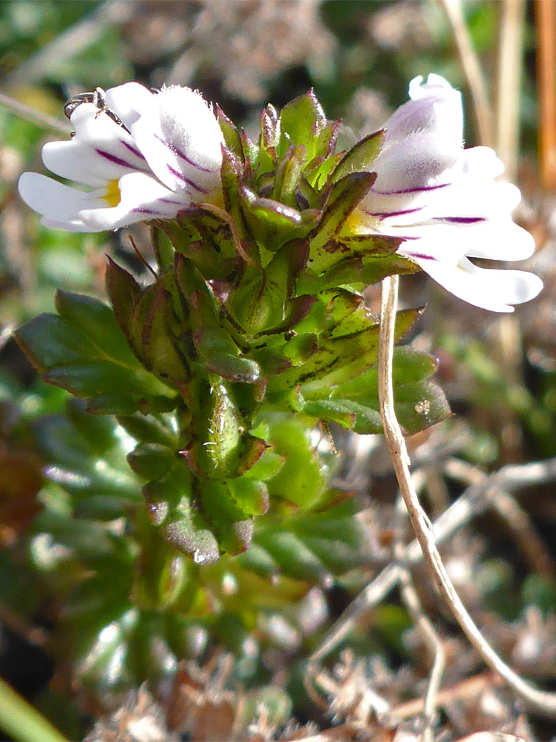 Two flowers