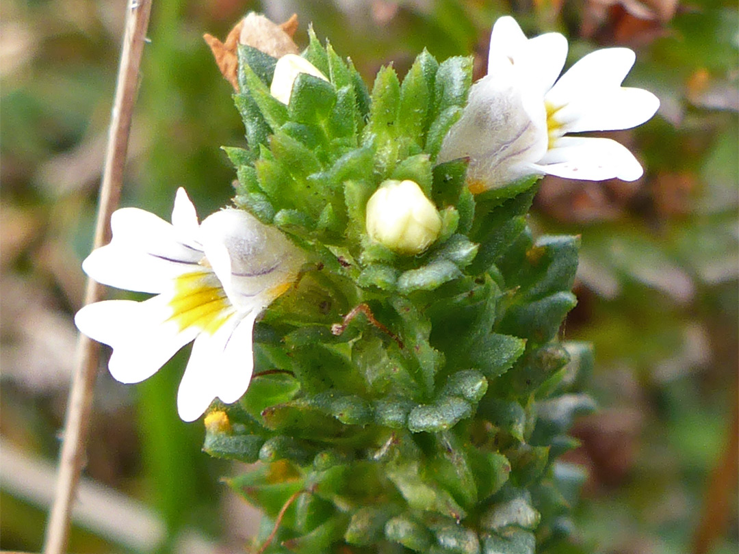 Buds and flowers