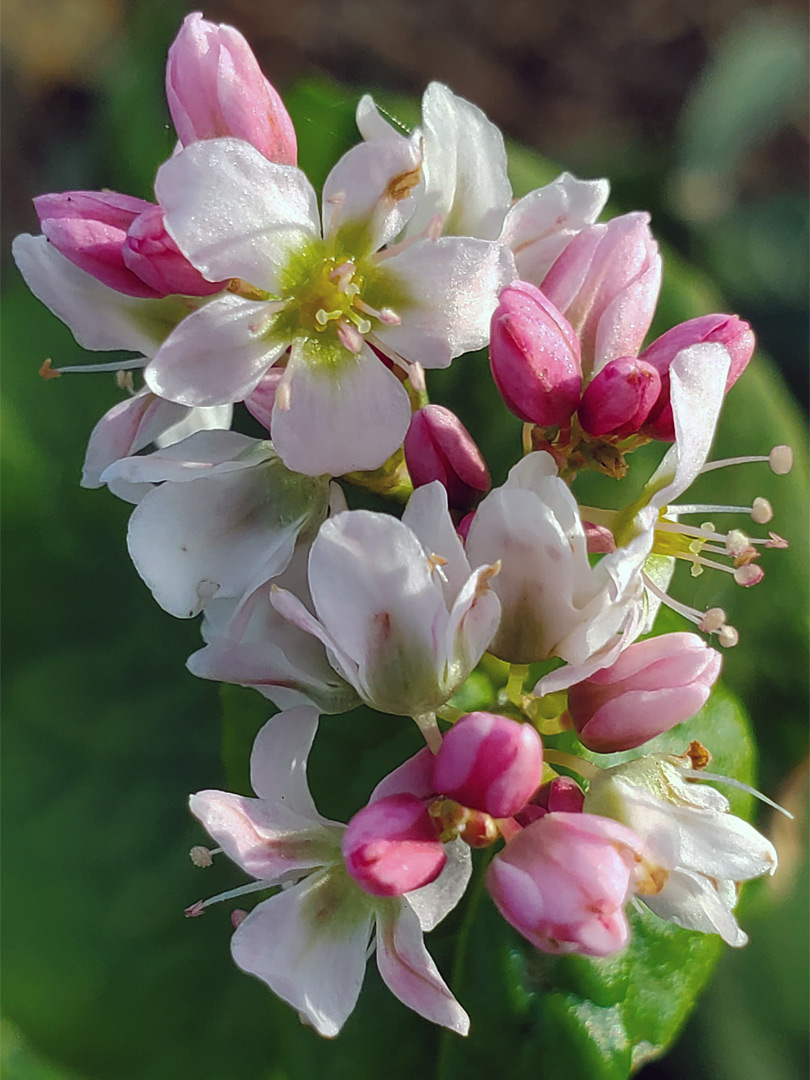 Pinkish inflorescence