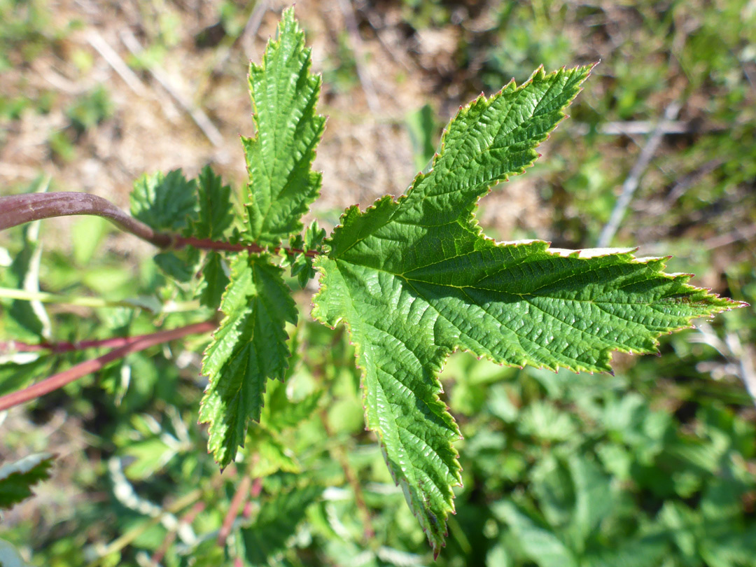 Toothed, lobed leaf