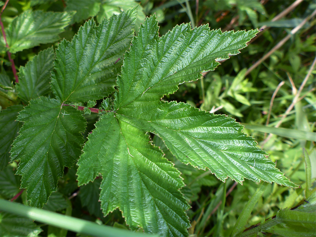 Toothed leaflets