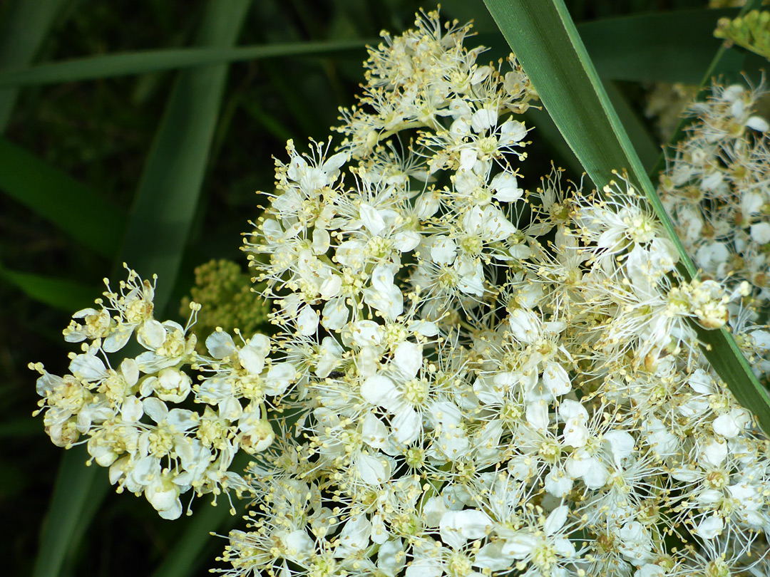 Creamy-white flowers