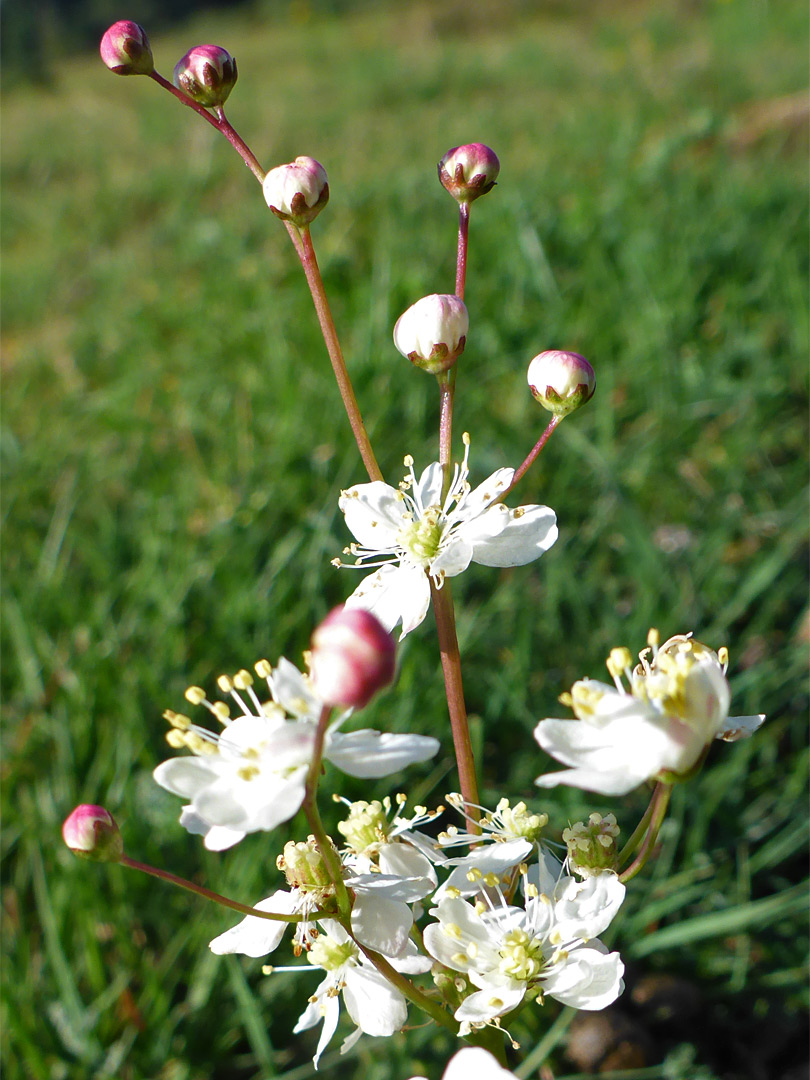 Dropwort