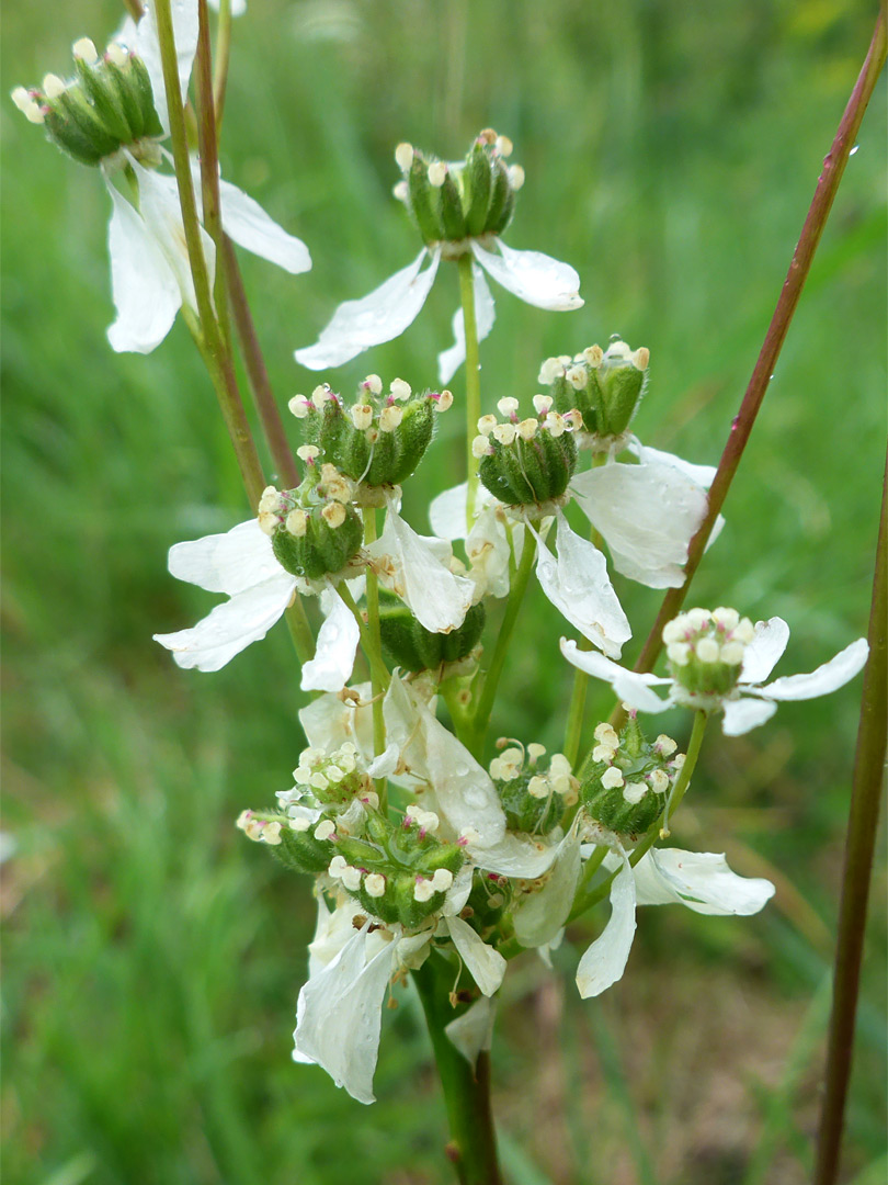 Dropwort