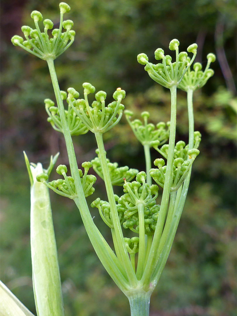 Developing flowers