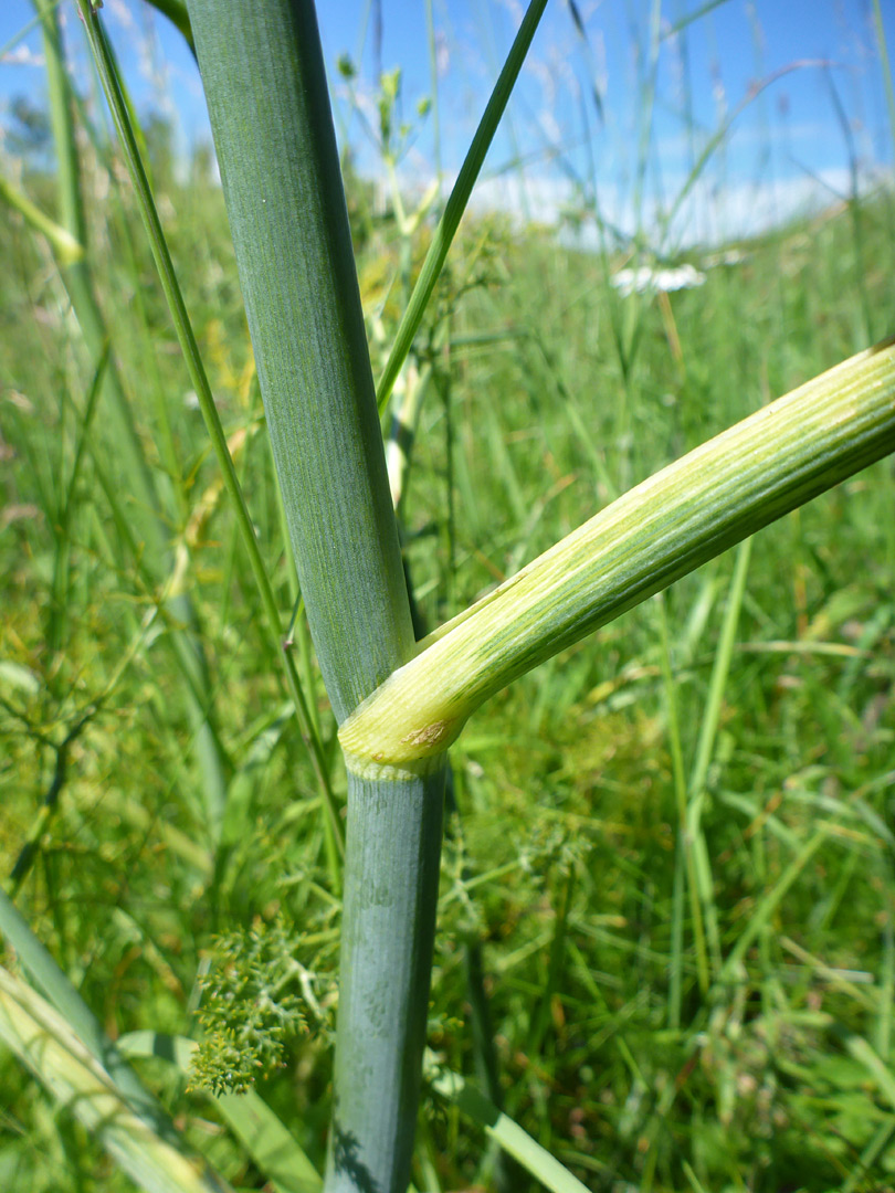 Leaf node