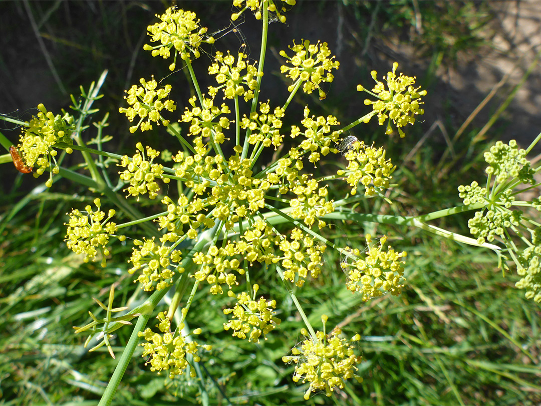 Flat-topped flower cluster