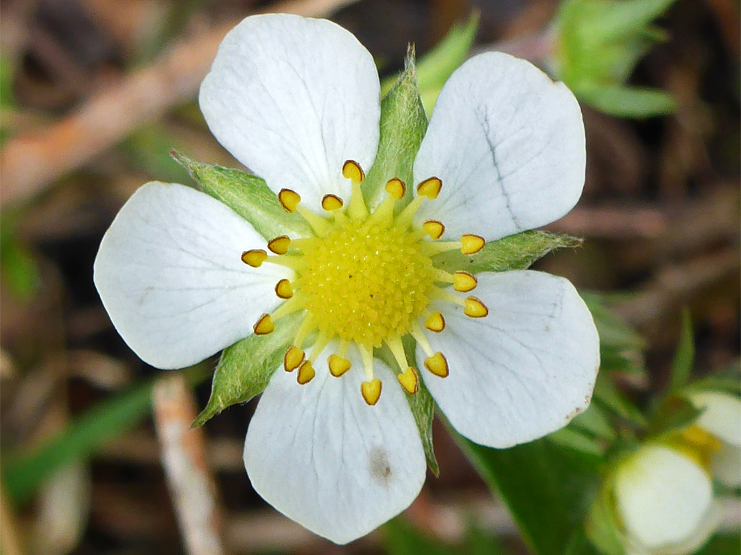 Mature flower