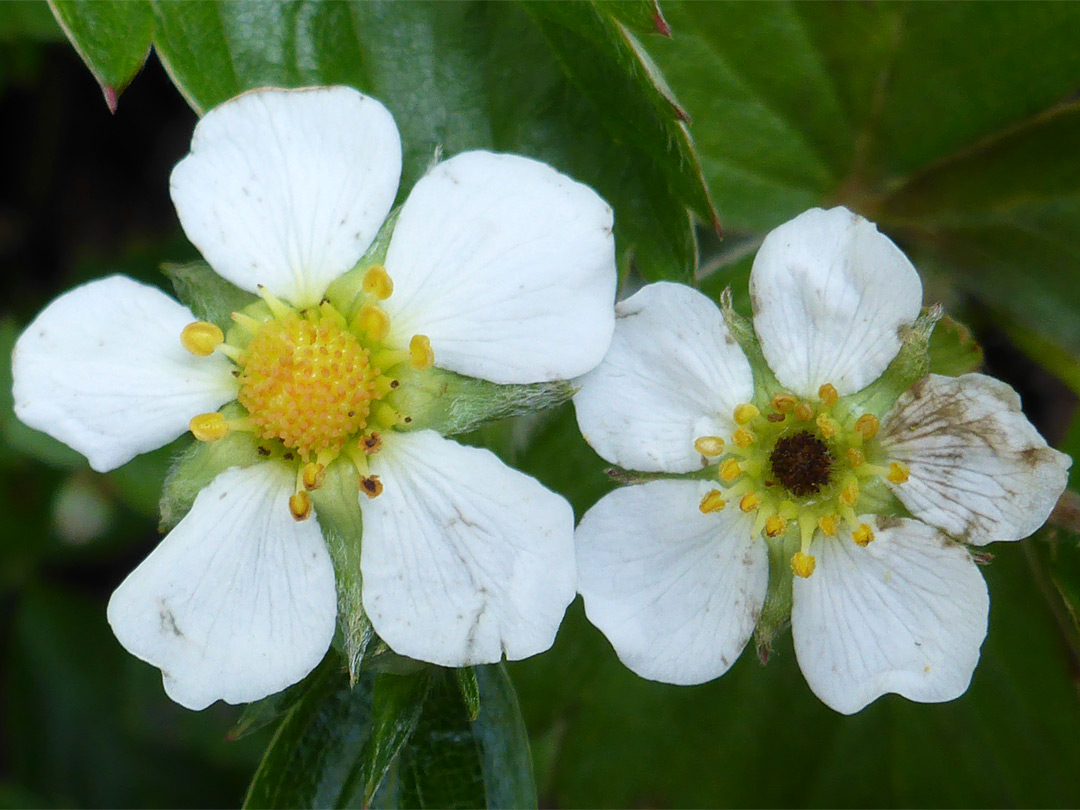 Pair of flowers