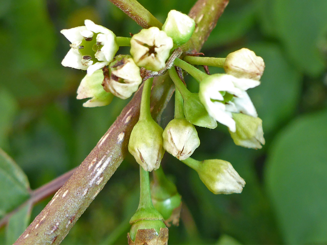 White flowers