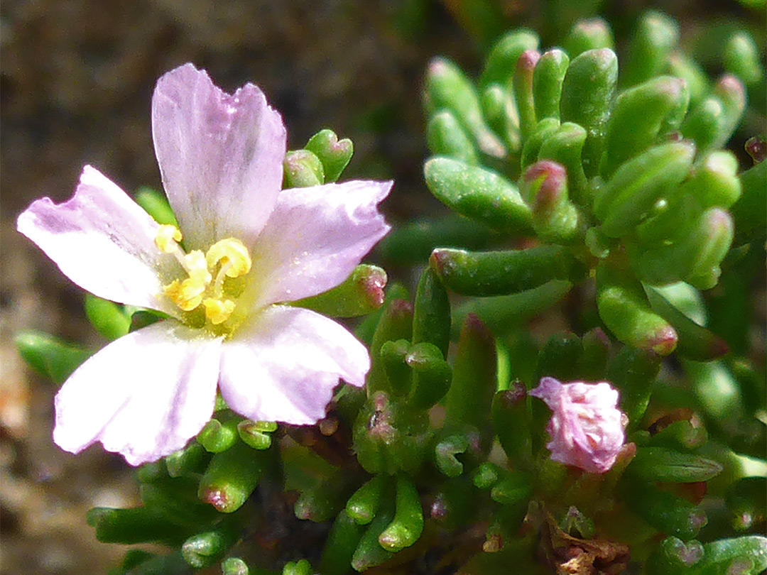 Flower and leaves