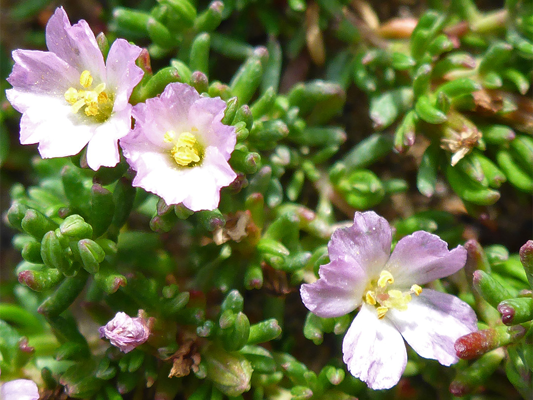 Three flowers