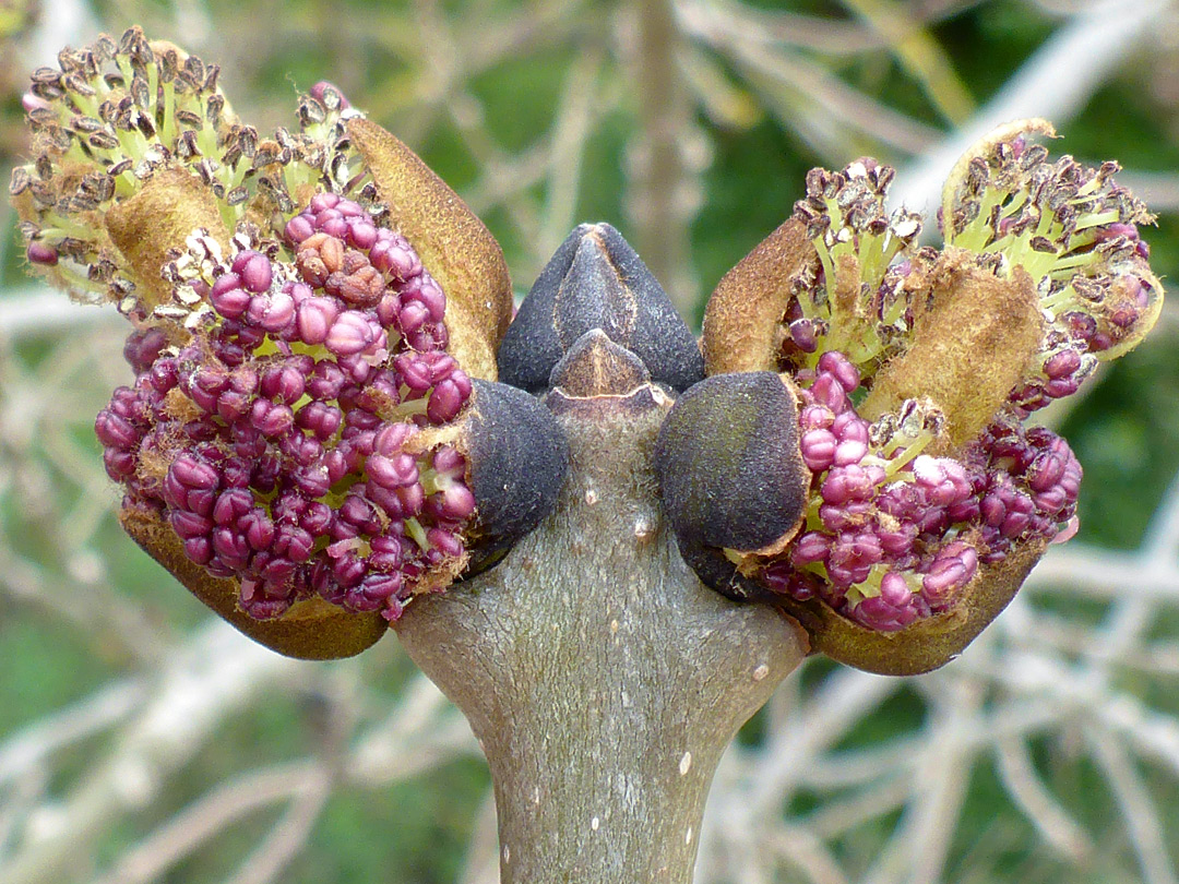 Developing flowers