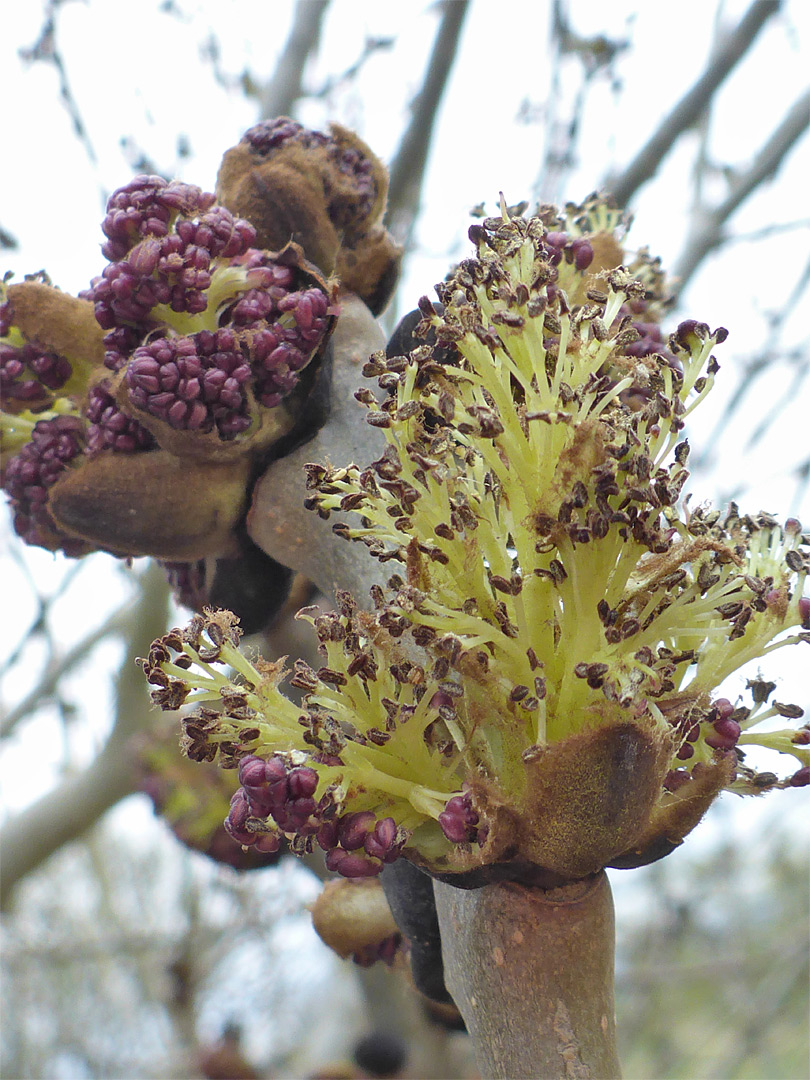 Flower clusters