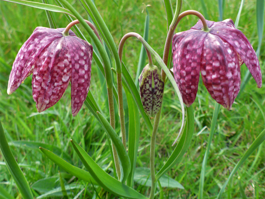 Three flowers