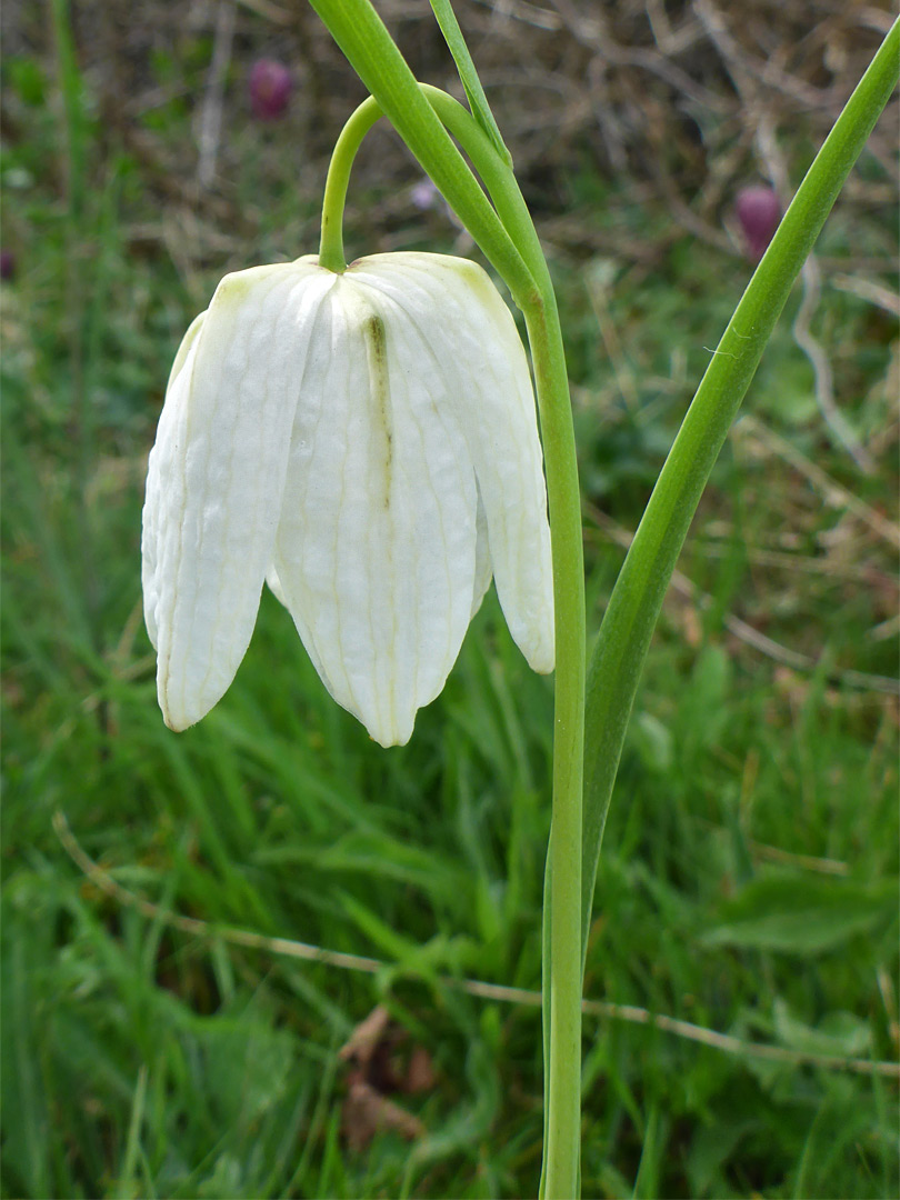 White flower