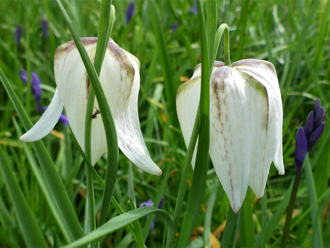 Two white flowers