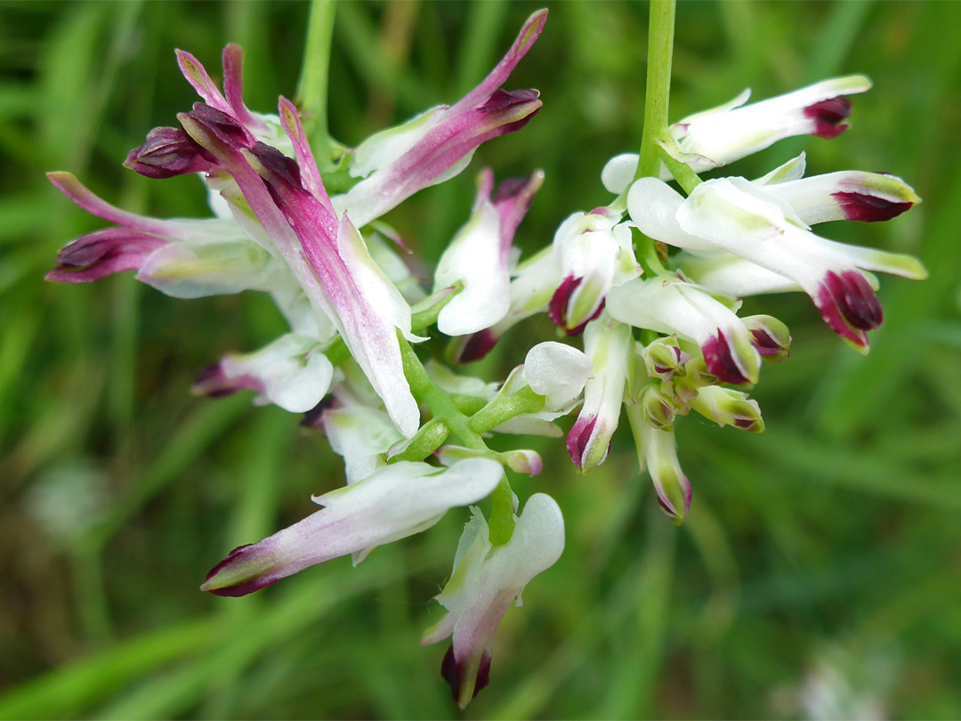 White and purple flowers