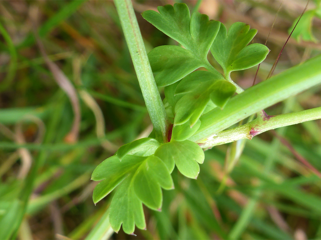 Lobed leaves