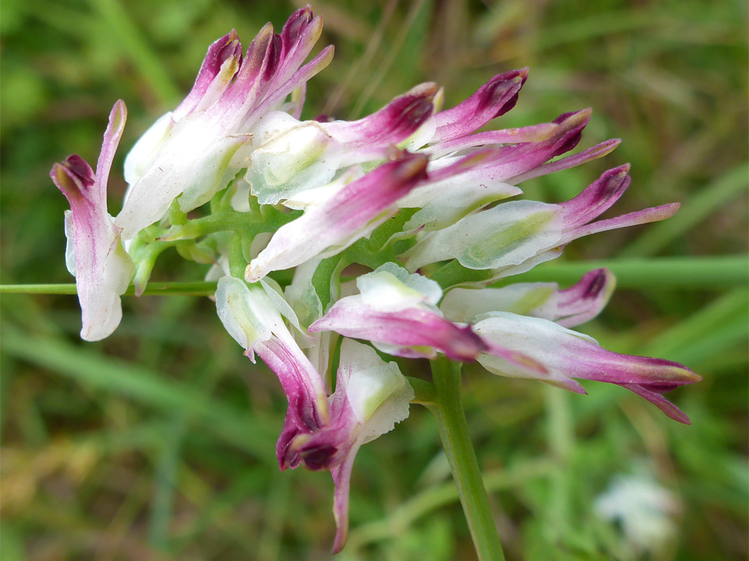 Inflorescence