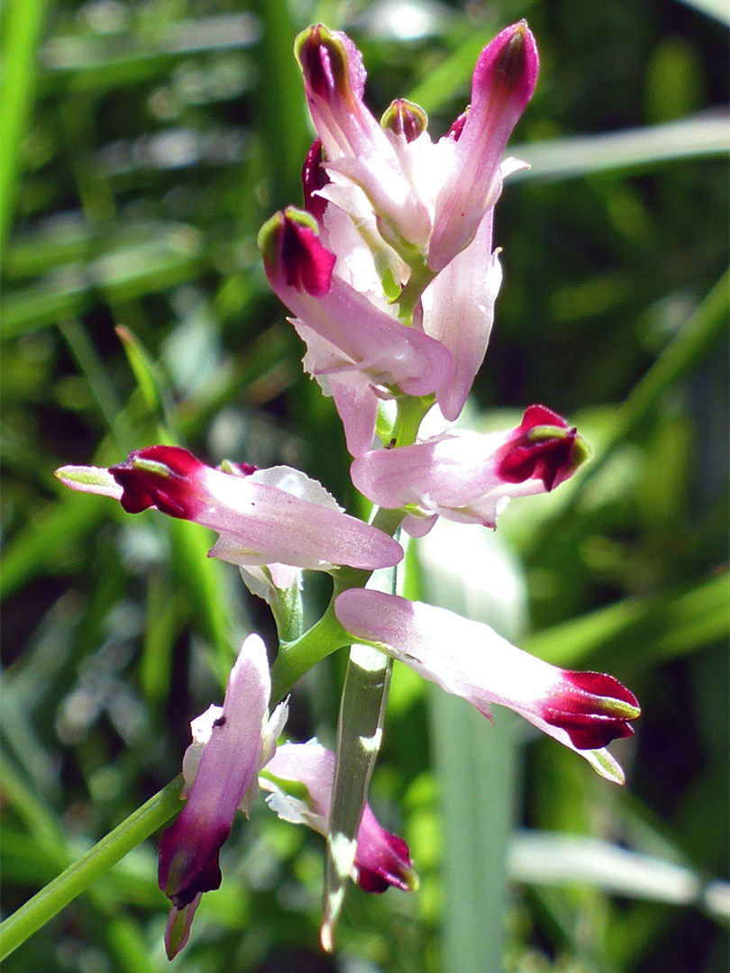 White ramping fumitory