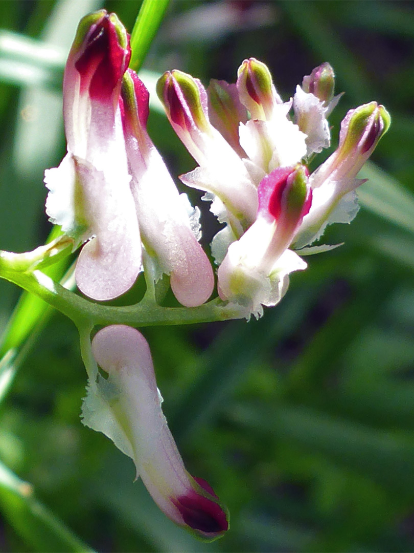 Flower cluster