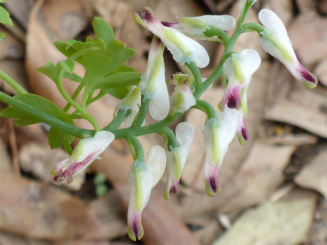 Inflorescence