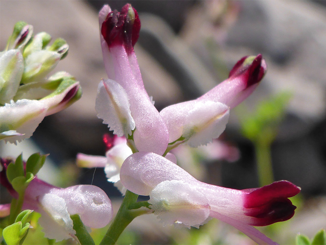 Toothed sepals