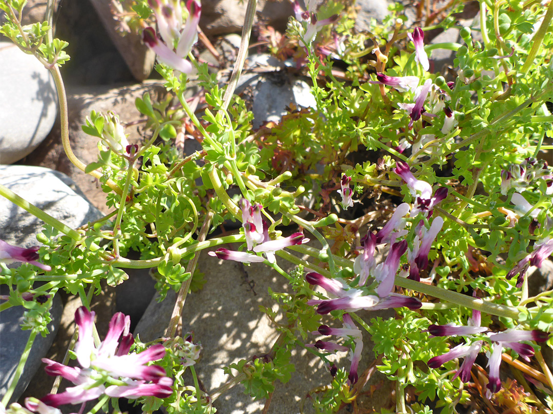 Leaves and flowers