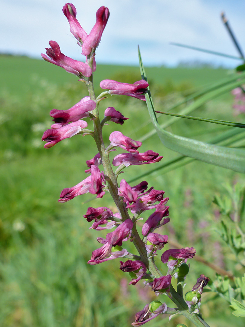 Purple-pink flowers