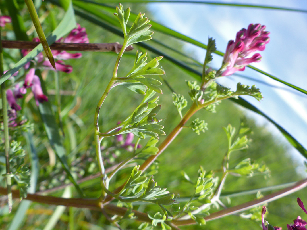 Leaves