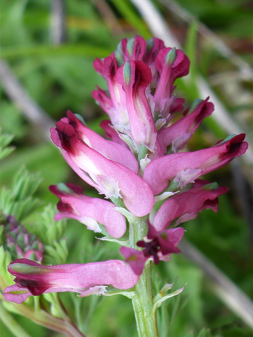 Pink-purple flowers